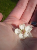 white blossom in my hand
